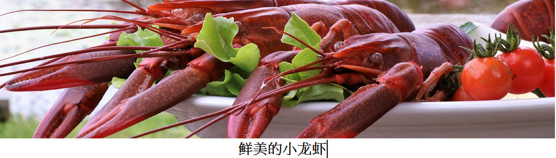 Shrimp