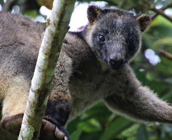 Kuranda Tours Hartleys Crocodile Adventures